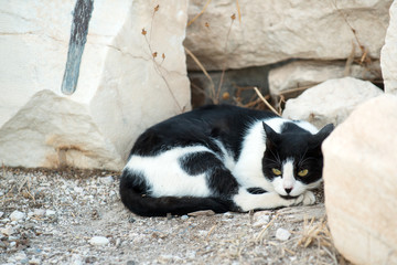 Greek cat resting in the ruins of Acropolis, Athens
