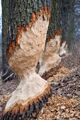 trunk of the tree © fotografaw