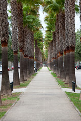 The neverending avenue with palms in Manacor. Majorca
