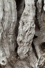 olive tree trunk