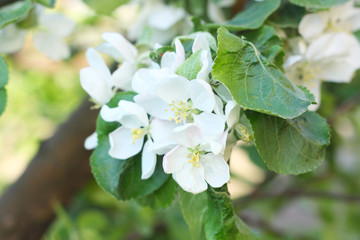 Apple tree