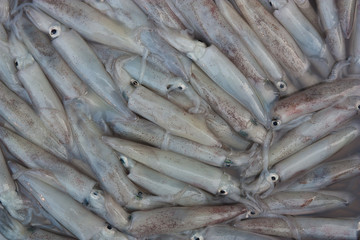 Fresh squid sold in the market,Thailand.
