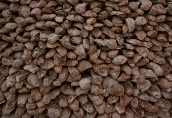 Wall fossil oysters for the background.