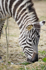 Zebra - Equus quagga eating