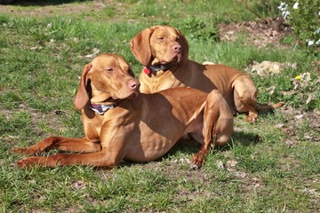 Hungarian Pointer,  lying dog vizsla