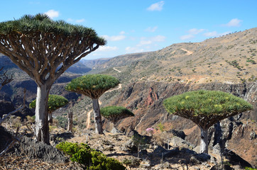 Naklejka premium Плато Диксам, драконовые деревья, Йемен, остров Сокотра,