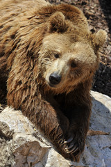 Obraz premium Orso