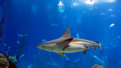 Shark