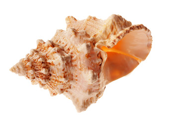 Sea shell
