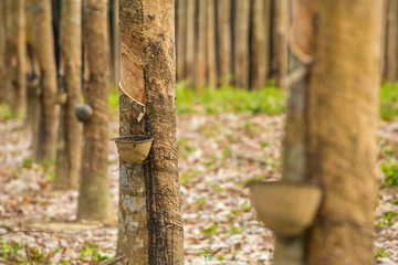 Milky latex extracted from rubber tree (Hevea Brasiliensis) as a