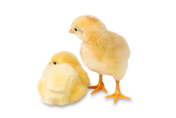 Baby Chick