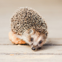 Hedgehog