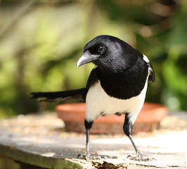Close up of a Magpie feeding