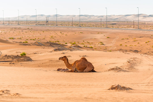 Camel with the newborn baby in the desert in UAE