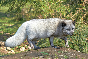 Naklejka na ściany i meble Arctic Fox (Alopex Lagopus)