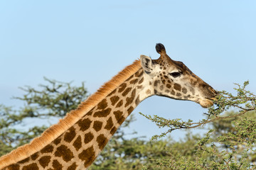 Tansania-Giraffe-17177