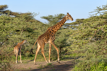 Tansania-Giraffe-17165