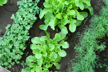 Vegetable garden