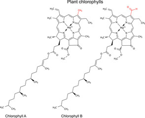 Structural chemical formulas of plant pigments chlorophylls - obrazy, fototapety, plakaty