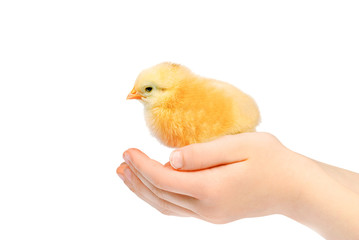 Baby Chick
