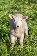 Obraz premium lamb
