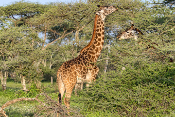Tansania-Giraffe-17148