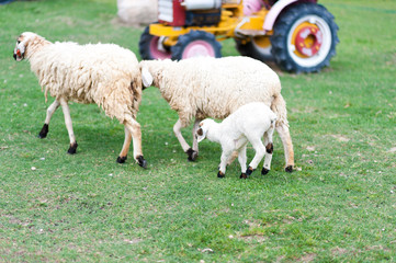 Fototapeta premium Sheeps in The Pasture