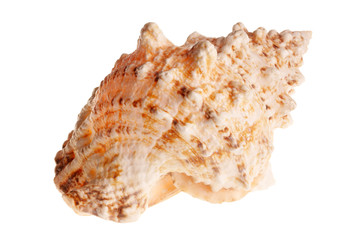 Sea shell