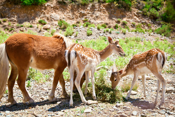 three animal's young eating grass