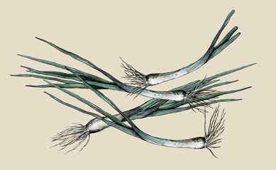 Leek