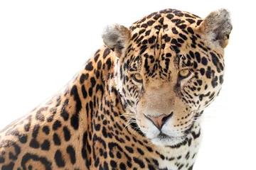 Deurstickers Panter Portret van een mooie jaguar