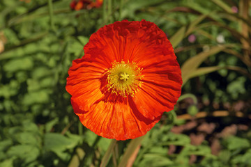 Obraz premium Poppies in spring