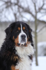 Bernese Mountain Dog