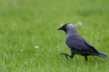 the walk of the Jackdaw