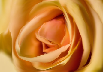 light yellow rose flower center illustration