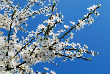 Caucasian plum white blossom and blue sky background