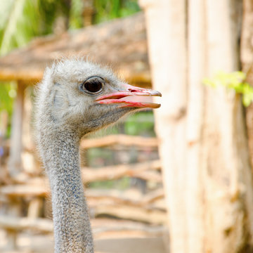 Ostrich head closeup
