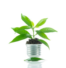 Fototapeta na wymiar Green plant new life on lamp out of a bulb, green energy concept