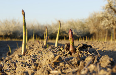 ESPÁRRAGOS EN EL CAMPO DE CULTIVO- Asparagus,