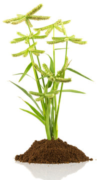 herbe sauvage, Dactyloctenium aegyptium