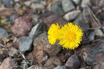 Coltsfoot flowers (Tussilago farfara)