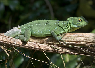 Green basilisk