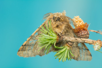 Fototapeta premium Lycia hirtaria