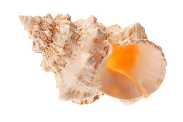 Sea shell