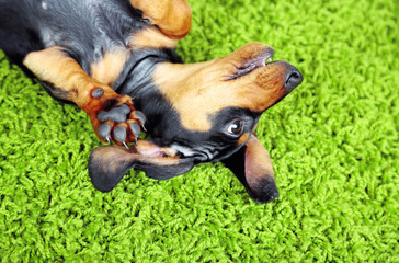 Cute dachshund puppy on green carpet