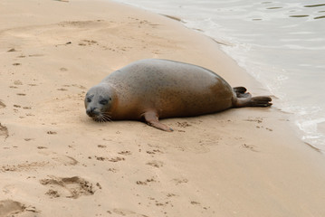 Laying seal on the beach