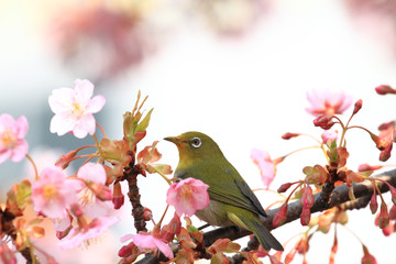 メジロと桜