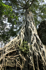 Ta Prohm temple, Cambodia © tatsianat