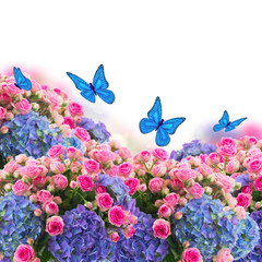 Plakat bukiet róż i hortensia kwiatów z betterflies