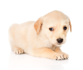 Sad golden retriever puppy dog. isolated on white background